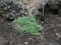 ova GussoneaCerastium tomentosum aetnaeum 20110529 150